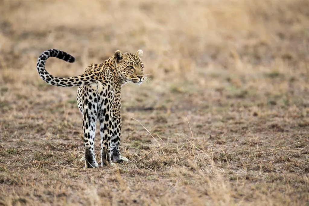 Safari + Zanzibar