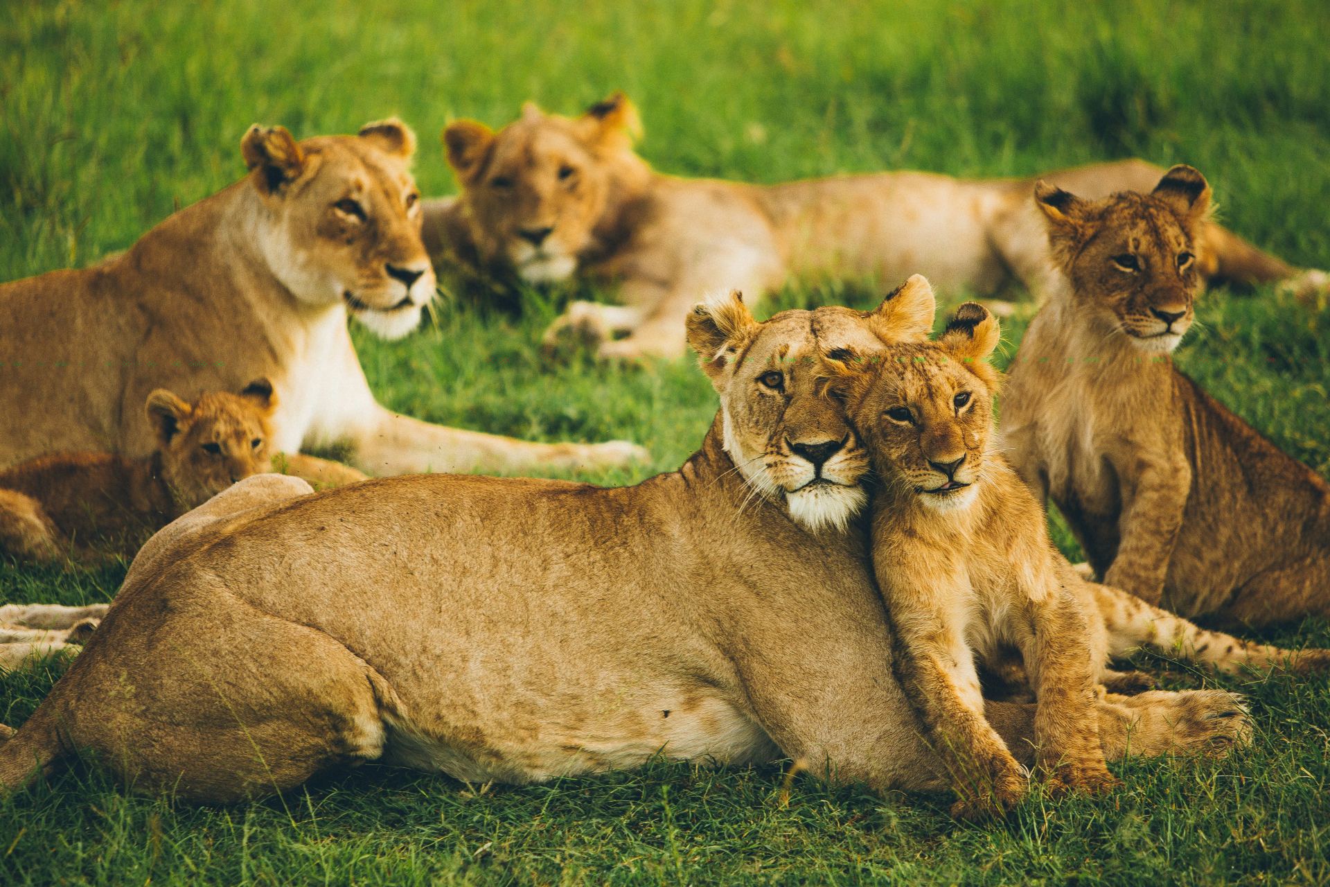 African lion pride on the Serengeti savanna during a private Tanzania safari