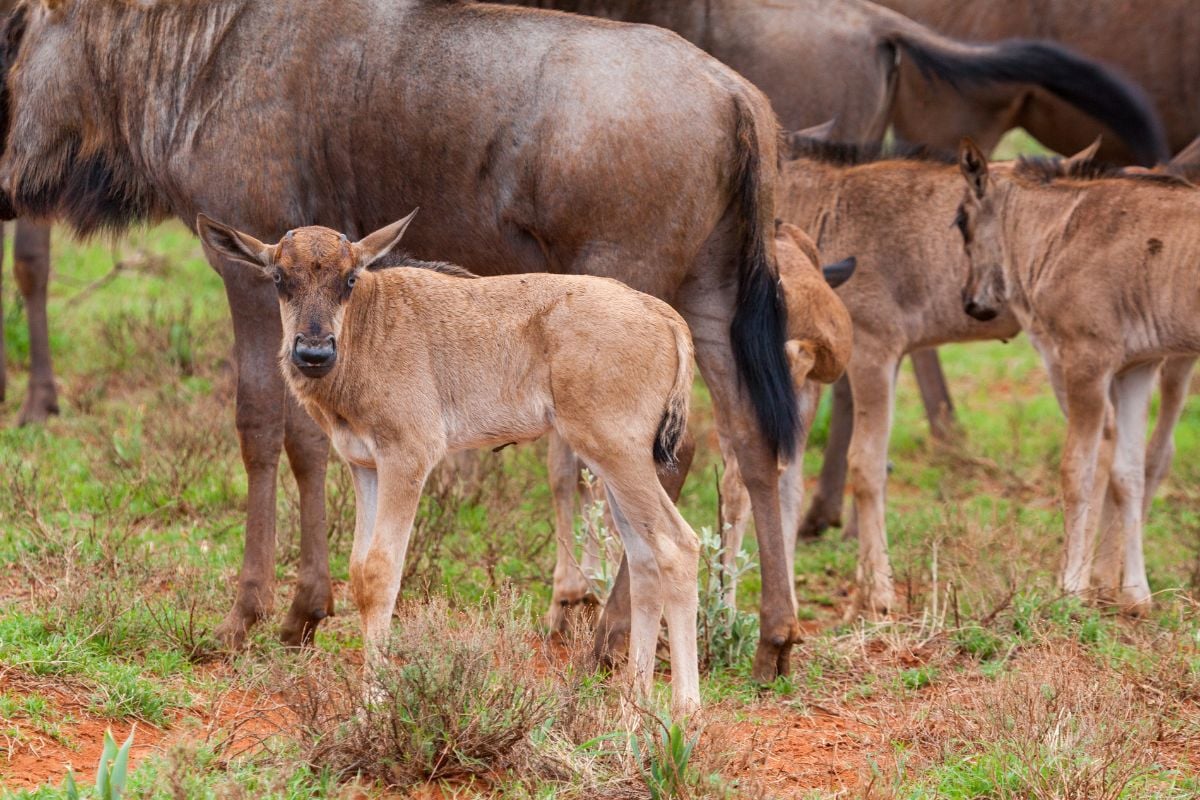 7-Day Mid-Range Calving Tour