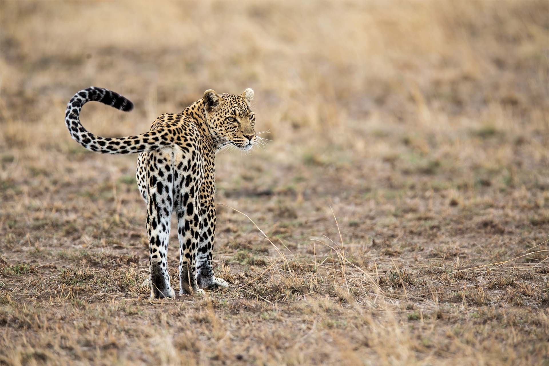 3-Day Serengeti Fly in - Adventure
