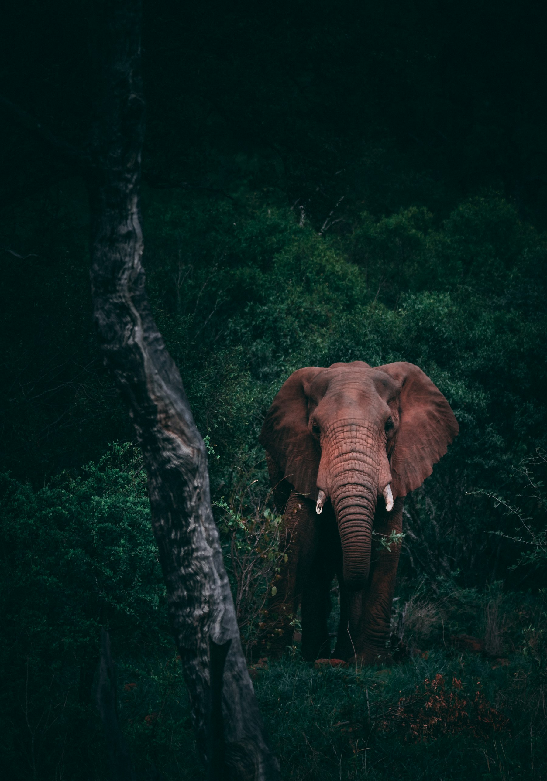 3-Day Fly in - Fly Out Luxury Safari (Zanzibar Start/End)
